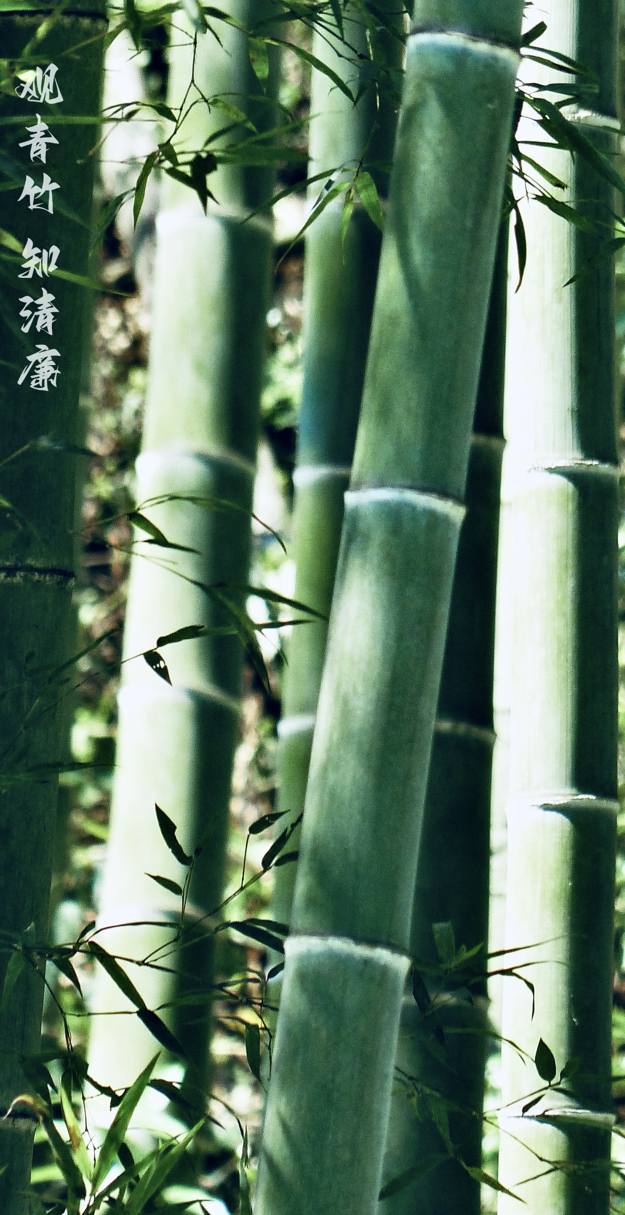 23攝影《觀青竹 知清廉》.jpg 23攝影《觀青竹 知清廉》.jpg