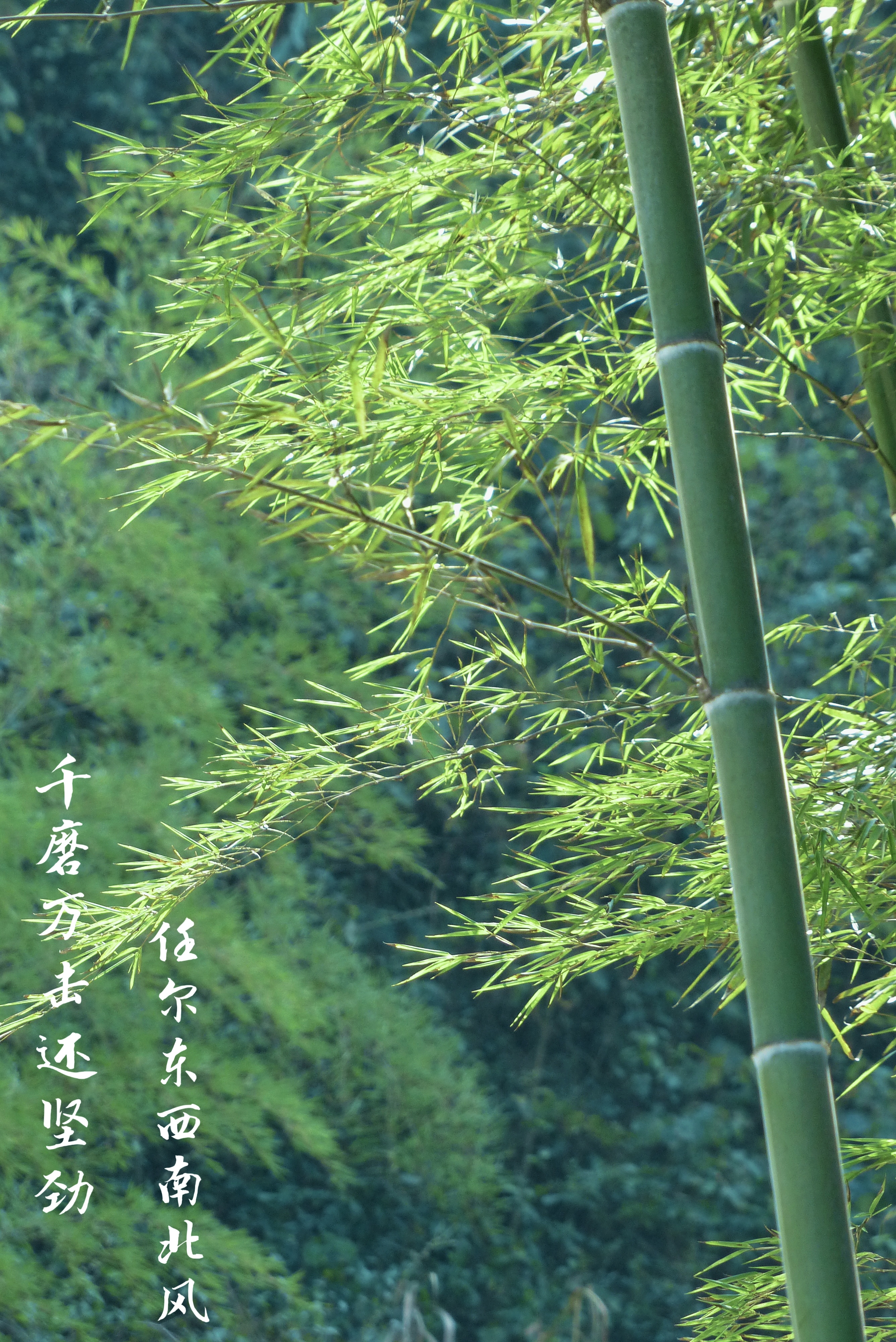 23攝影《觀青竹 知清廉》 (3).jpg 23攝影《觀青竹 知清廉》 (3).jpg